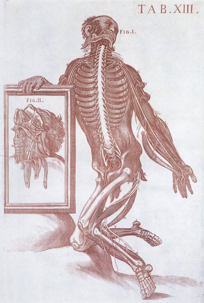 Anatomical Figure, from 